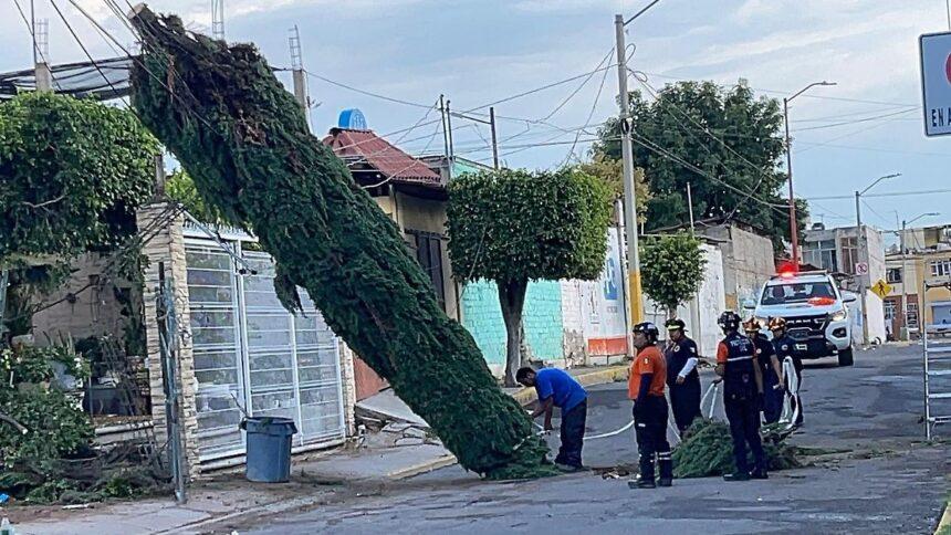 tormenta en irapuato genera encharcamientos y caidas de arboles Tormenta en Irapuato genera encharcamientos y caídas de árboles