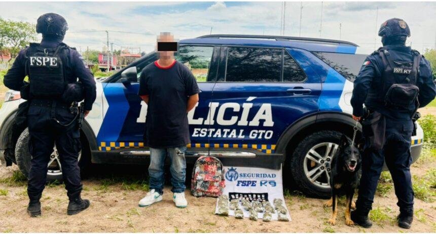 unidad canina k 9 incauta mas de 660 dosis de droga Unidad Canina K-9 incauta más de 660 dosis de droga en Irapuato