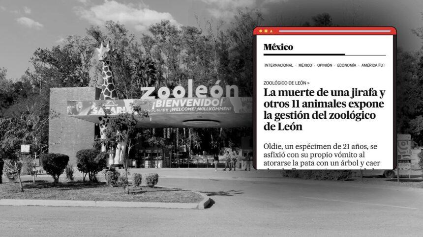 zoo leon enfrenta cuestionamientos tras recibir animales rescatados Zoo León enfrenta cuestionamientos tras recibir animales rescatados
