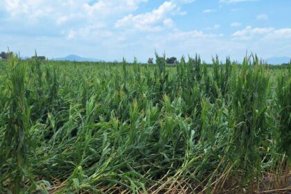 Agricultores de Pénjamo enfrentan pérdidas tras granizada reciente