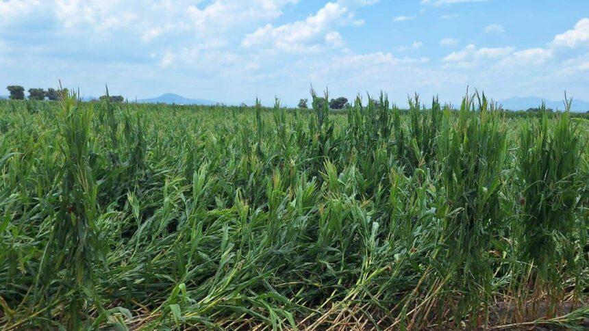 Agricultores de Pénjamo enfrentan pérdidas tras granizada reciente