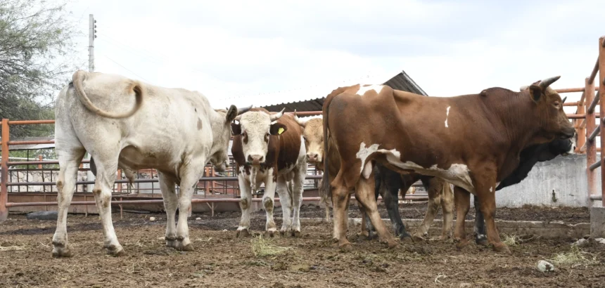 Aguascalientes: Decomiso de 7,623 Toneladas de Carne en Rastro Municipal
