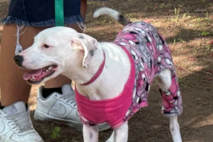 Aguascalientes Programa Jornada de Esterilización para Mascotas