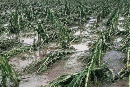 apoyo para cultivos afectados por tormenta en guanajuato Apoyo para cultivos afectados por tormenta en Guanajuato