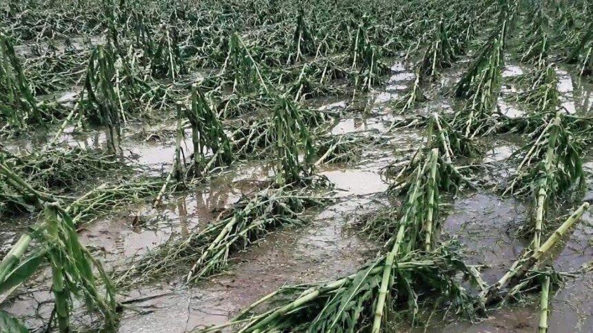 Apoyo para cultivos afectados por tormenta en Guanajuato