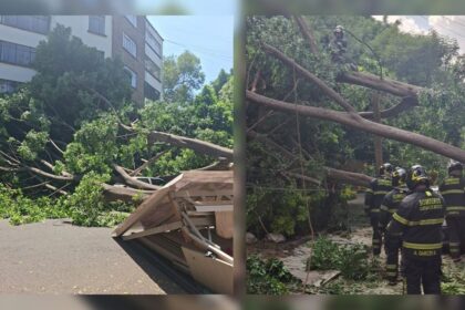 arbol cae en polanco dana restaurantes y vehiculos hiere a Árbol cae en Polanco, daña restaurantes y vehículos; hiere a mujer