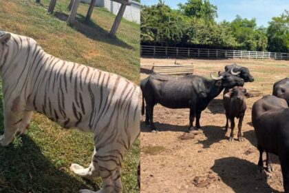 Aseguran 130 animales exóticos durante operativo contra huachicol en Tamaulipas