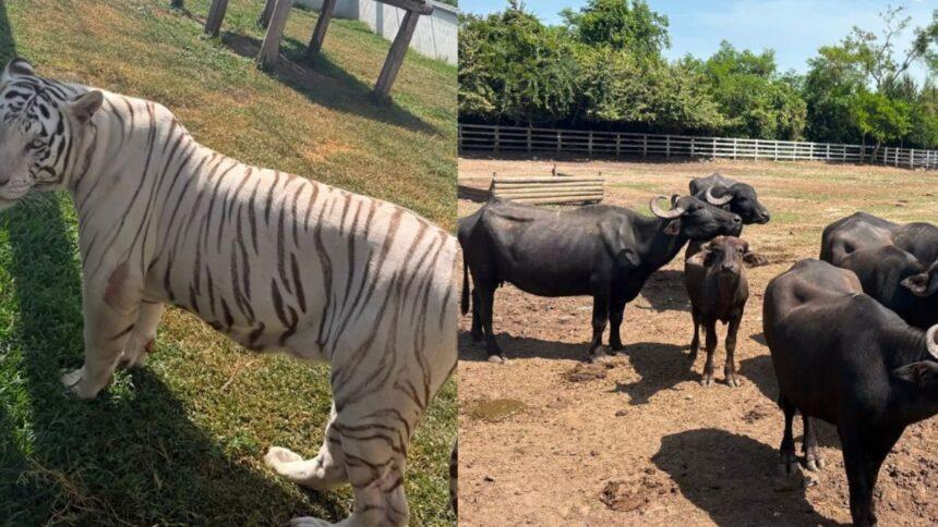 Aseguran 130 animales exóticos durante operativo contra huachicol en Tamaulipas
