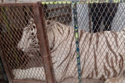 Aseguran tigre bengalí y cocodrilo de pantano en autolavado juarense