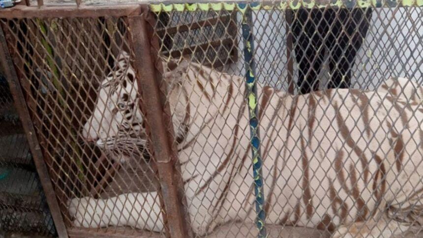 Aseguran tigre bengalí y cocodrilo de pantano en autolavado juarense