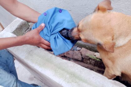 Cachorro rescatado tras caer en drenaje de Tlajomulco