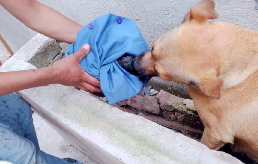 Cachorro rescatado tras caer en drenaje de Tlajomulco