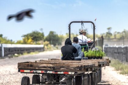 Campesinos mexicanos buscan refugio e inversión en Estados Unidos ante el crimen