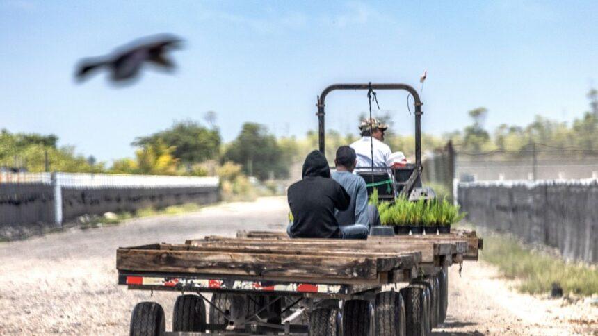 Campesinos mexicanos buscan refugio e inversión en Estados Unidos ante el crimen