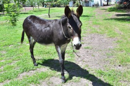 chencha la burrita que atrae la atencion en el parque Chencha, la burrita que atrae la atención en el Parque Ecológico de Irapuato