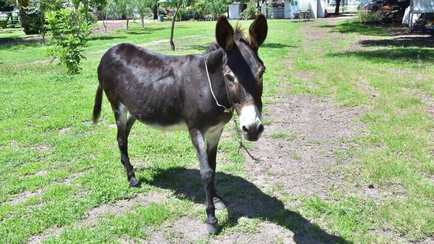 Chencha, la burrita que atrae la atención en el Parque Ecológico de Irapuato