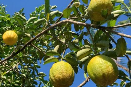 Cinco niños se intoxican en Campeche tras comer toronjas de árbol fumigado