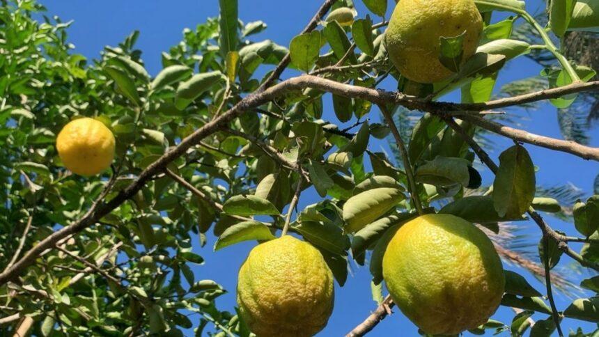 Cinco niños se intoxican en Campeche tras comer toronjas de árbol fumigado