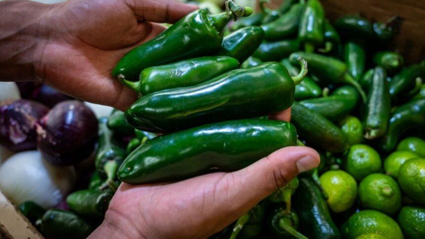 Cofepris descarta salmonela en jalapeños de empacadora mexicana por brote en EU