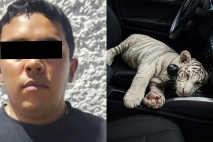 detienen en iztapalapa a hombre que llevaba cria de tigre Detienen en Iztapalapa a hombre que llevaba cría de tigre de Bengala