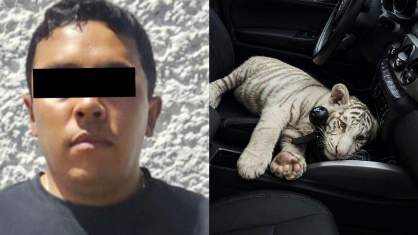 Detienen en Iztapalapa a hombre que llevaba cría de tigre de Bengala