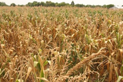 Diez mil campesinos de Chiapas, al borde de la quiebra por sequía