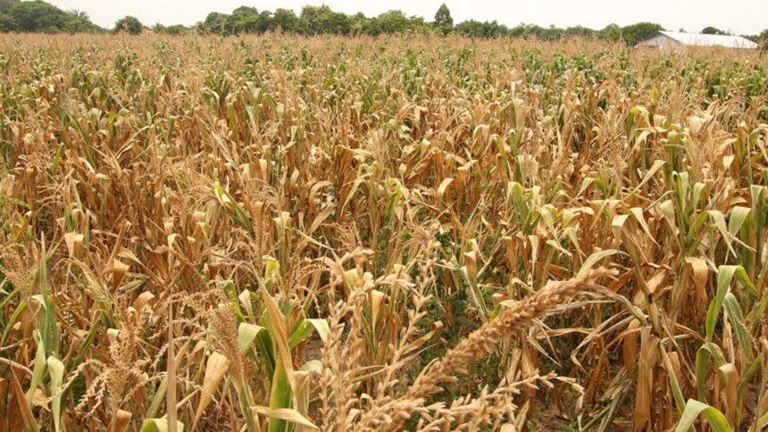 Diez mil campesinos de Chiapas, al borde de la quiebra por sequía