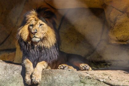 El Parque de la Vida en León alberga leones de Kruger