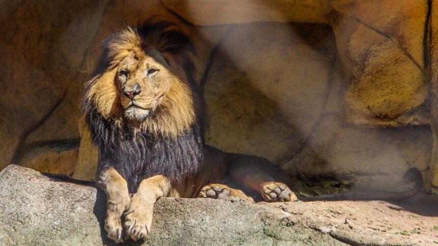El Parque de la Vida en León alberga leones de Kruger