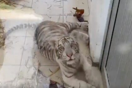 entregan a profepa tigre de bengala hallado en iztapalapa Entregan a Profepa tigre de Bengala hallado en Iztapalapa