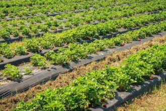 exportaciones agroalimentarias de guanajuato continuan en aumento a pesar de Exportaciones agroalimentarias de Guanajuato continúan en aumento a pesar de brote