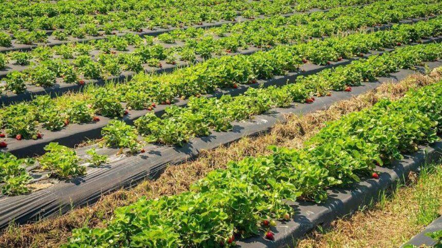 Exportaciones agroalimentarias de Guanajuato continúan en aumento a pesar de brote