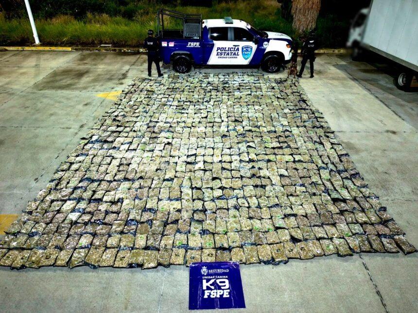FSPE detecta más de media tonelada de presunta marihuana en León