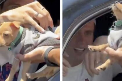 Futbolista de Chivas autografía al perrito de un aficionado