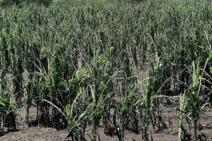 Granizada afecta más de mil hectáreas de cultivos en Pénjamo