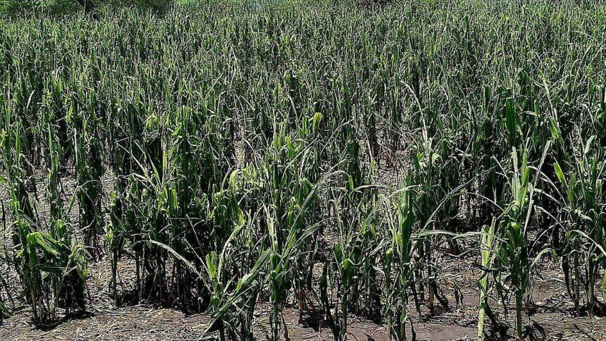 Granizada afecta más de mil hectáreas de cultivos en Pénjamo