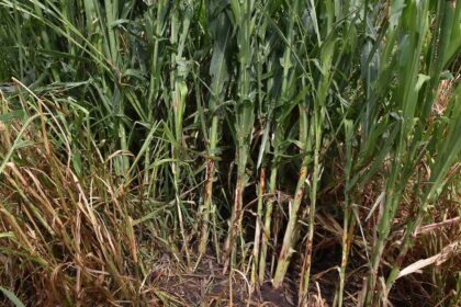 granizadas afectan 750 hectareas en comunidades de cueramaro Granizadas afectan 750 hectáreas en comunidades de Cuerámaro