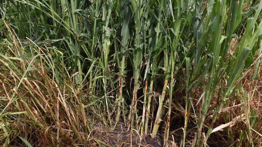 granizadas afectan 750 hectareas en comunidades de cueramaro Granizadas afectan 750 hectáreas en comunidades de Cuerámaro