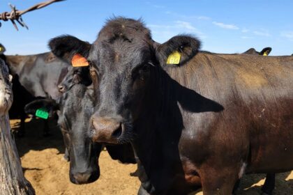 Gusano barrenador se extiende por México; solo dos estados permanecen libres