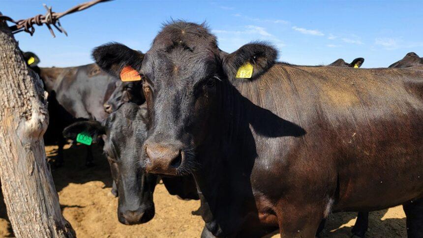 Gusano barrenador se extiende por México; solo dos estados permanecen libres
