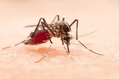 IMSS alerta por dengue: prevenir y atenderse a tiempo salva vidas