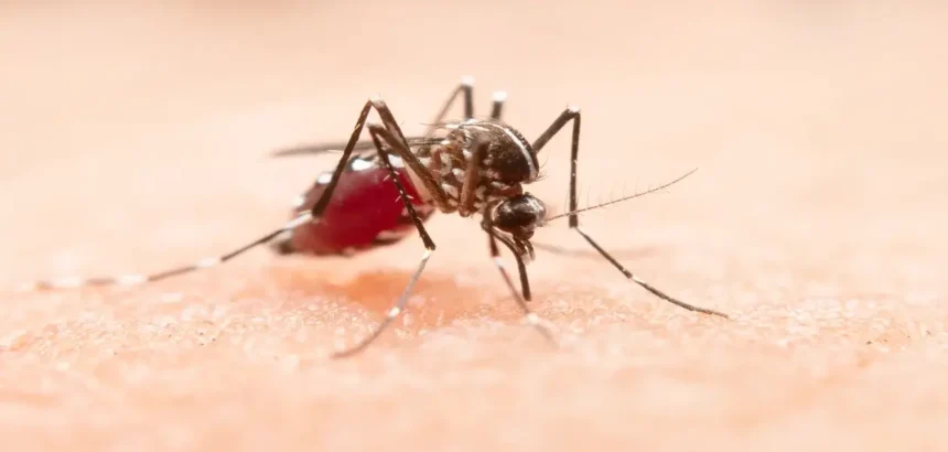 IMSS alerta por dengue: prevenir y atenderse a tiempo salva vidas