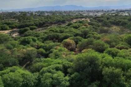 La Pona: estudio definirá si será área protegida o bosque urbano