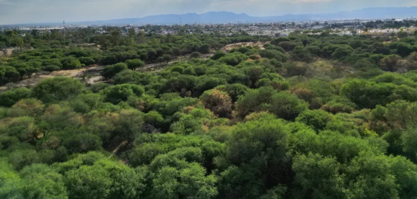 La Pona: estudio definirá si será área protegida o bosque urbano