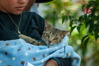 León ofrece esterilizaciones gratuitas para perros y gatos: fechas, sedes y requisitos