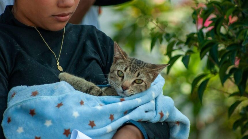 León ofrece esterilizaciones gratuitas para perros y gatos: fechas, sedes y requisitos