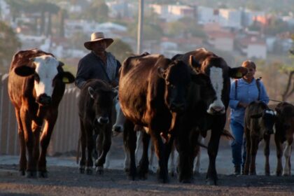 México reanuda exportación de 750 cabezas de ganado a Estados Unidos
