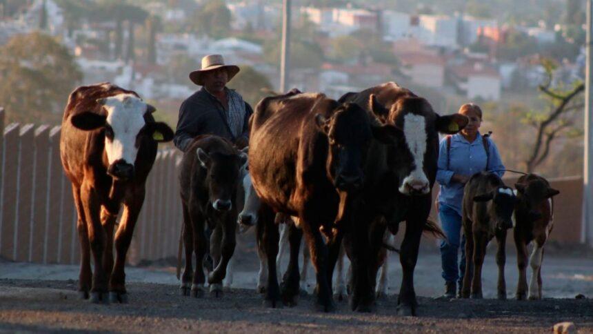 México reanuda exportación de 750 cabezas de ganado a Estados Unidos