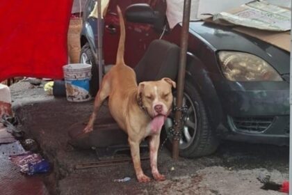 Muere hombre tras ataque de perro pitbull en Gustavo A. Madero