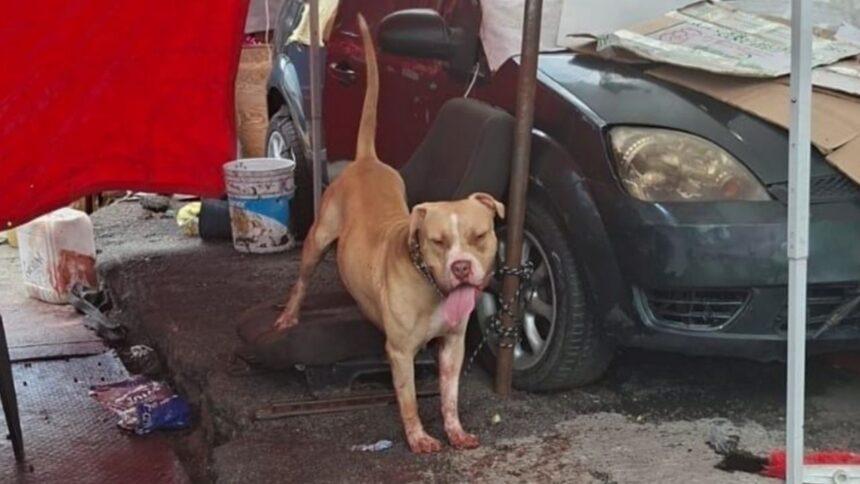 Muere hombre tras ataque de perro pitbull en Gustavo A. Madero
